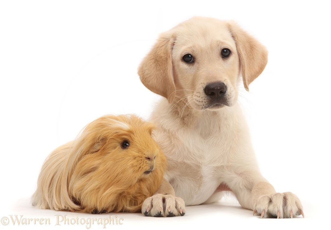 Yellow Labrador retriever puppy, 9 weeks old, and Guinea pig, white background