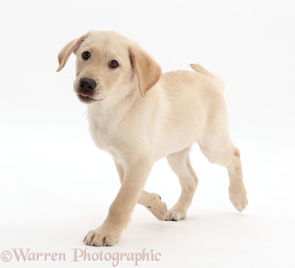 Yellow Labrador Retriever puppy, 9 weeks old, walking, white background