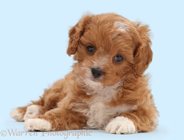 Cute red-and-white Cavapoo puppy, white background