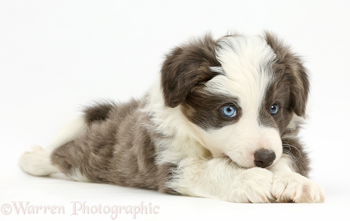 Border Collie pup lying with chin on paws, white background