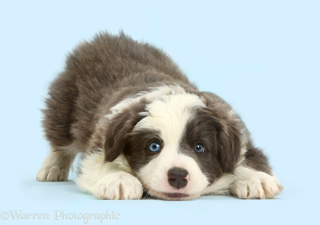 Border Collie puppy in play-bow, white background