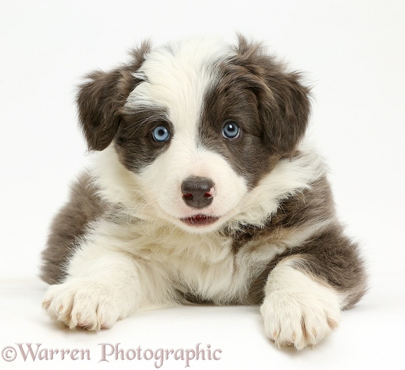 Border Collie puppy lying with head up, white background
