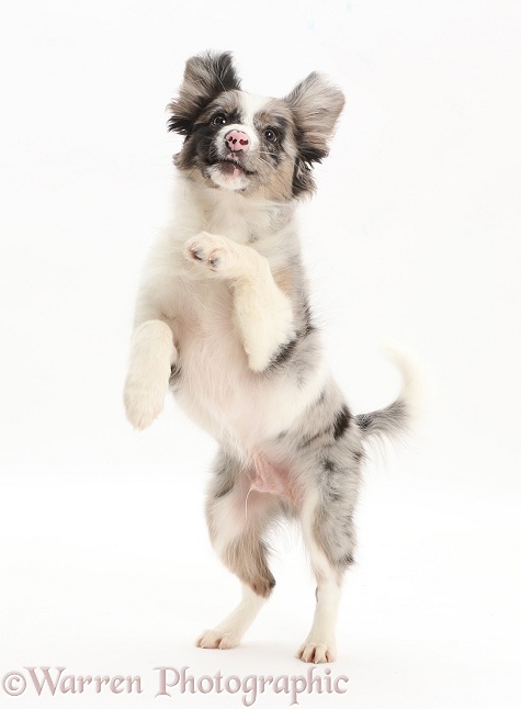Papillon x Collie puppy, Jazz, 3 months old, jumping up, white background