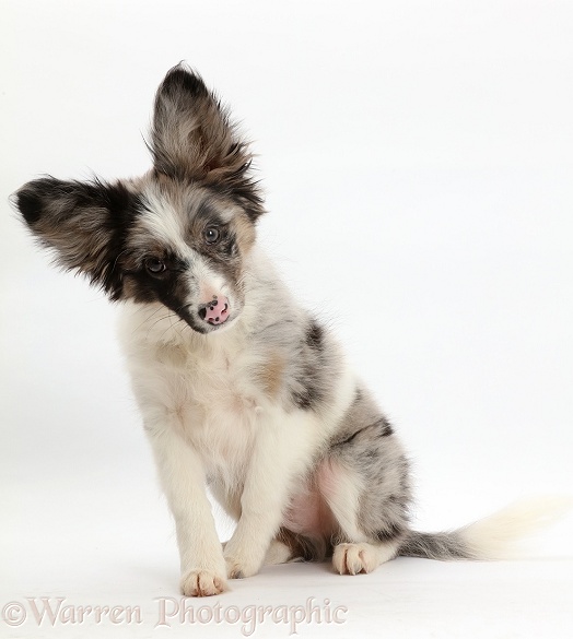 Papillon x Collie puppy, Jazz, 3 months old, sitting and tilting his head, white background