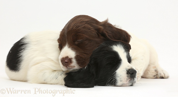 Black-and-white and liver-and-white Springer Spaniel puppies, 6 weeks old, sleeping, white background