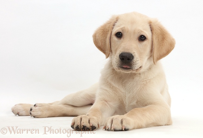 Yellow Labrador Retriever puppy, 9 weeks old, lying with head up, white background