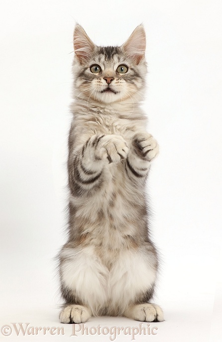 Silver tabby kitten, Loki, 3 months old, white background