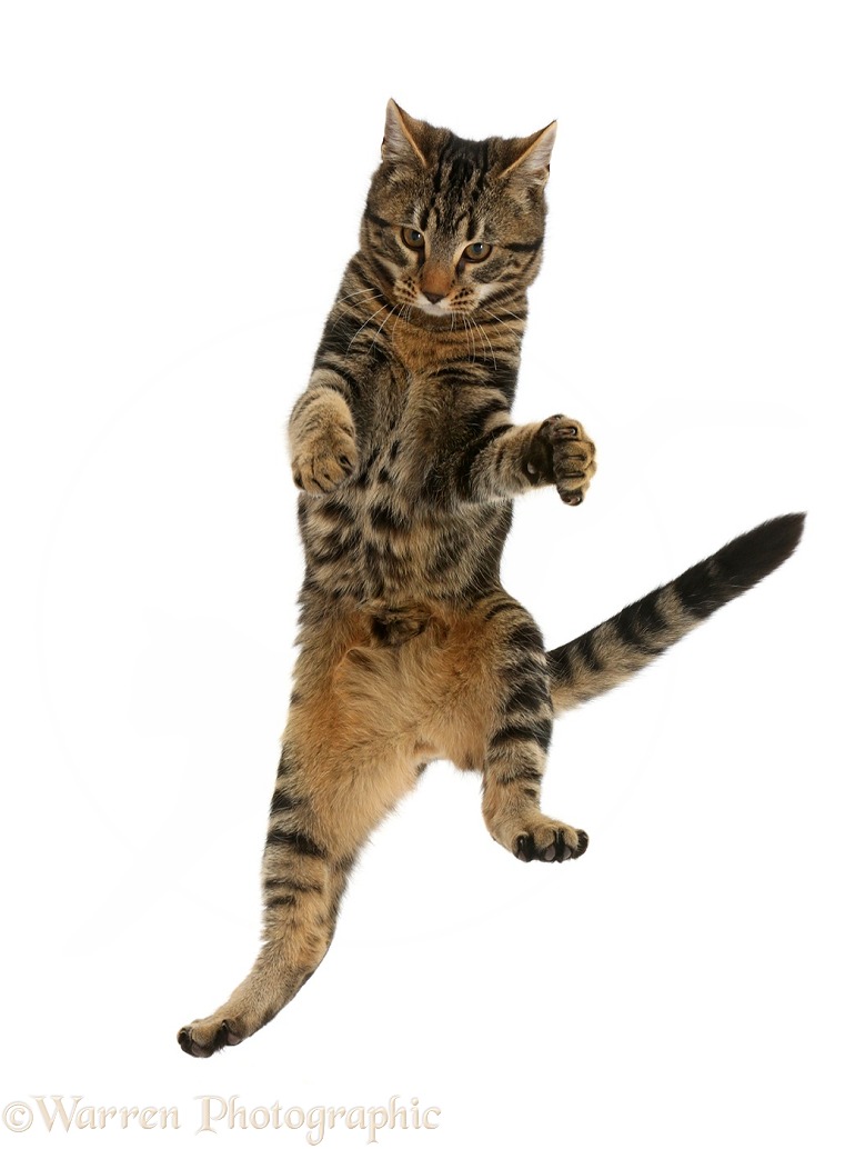 Tabby kitten, Smudge, 4 months old, leaping into the air, white background