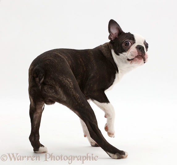 Black-and-white Boston Terrier, 5 months old, turning on the spot, white background