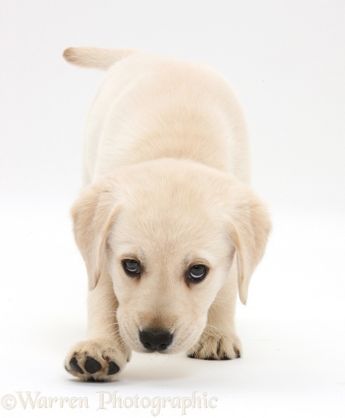 Yellow Labrador Retriever puppy, 8 weeks old, walking with head down low, white background