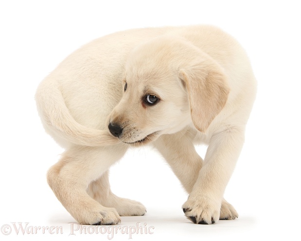 Yellow Labrador Retriever puppy, 8 weeks old, catching her own tail, white background