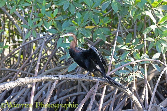 African Darter (Anhinga rufa) on Red Mangrove (Rhizophora mangle)