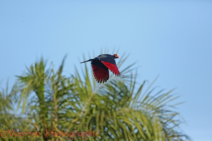 Violet Turaco (Musophaga violacea) showing flight feathers stained with turacin