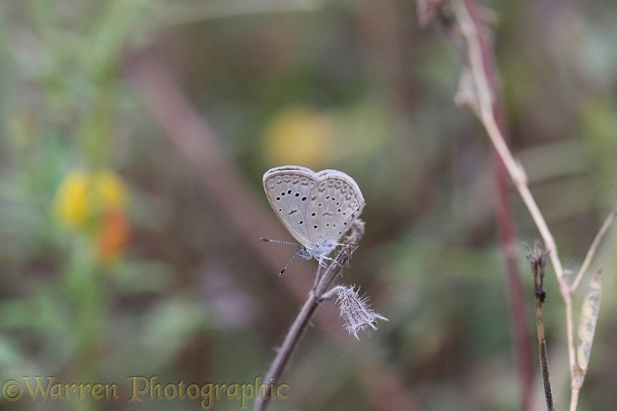 Common Grass Blue Butterfly (Zizeeria knysa)