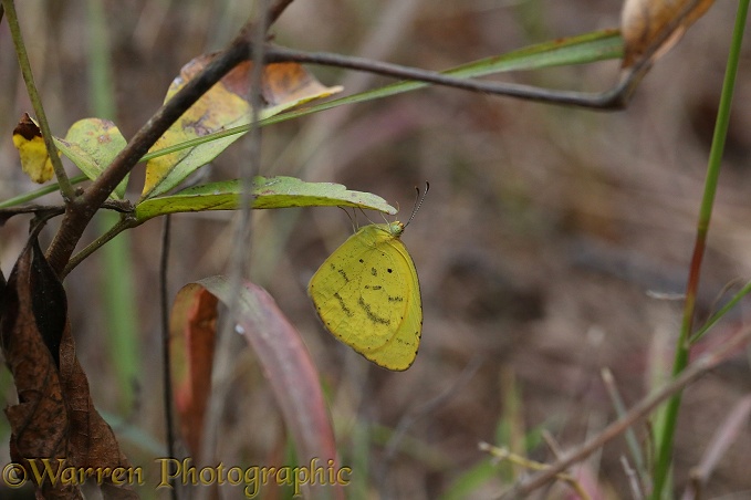 Common Grass Yellow Butterfly (Euremia hecabe)