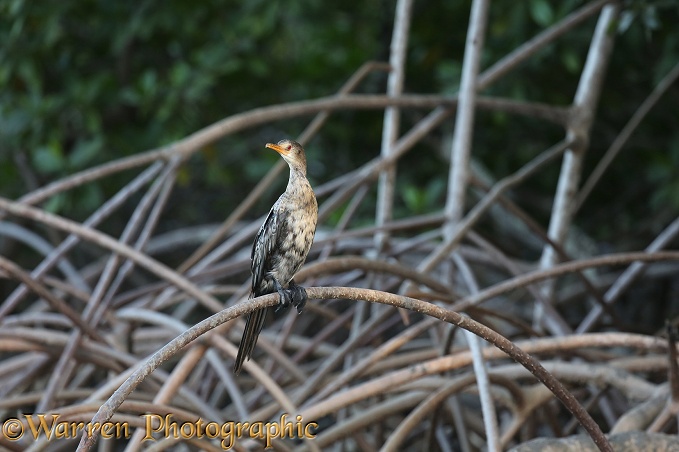 Long-tailed Cormorant (Phalcrocorax africanus) on Red Mangrove (Rhizophora mangle)