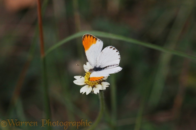 Orange-tip Butterfly (Colotis antevippe)
