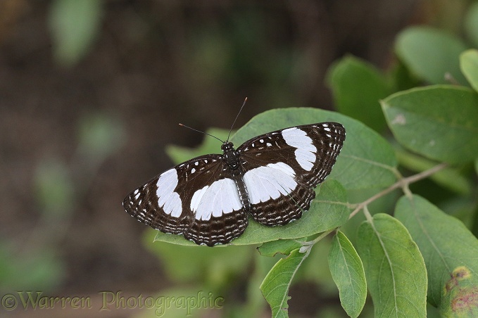 River Sailor Butterfly (Neptis serena)