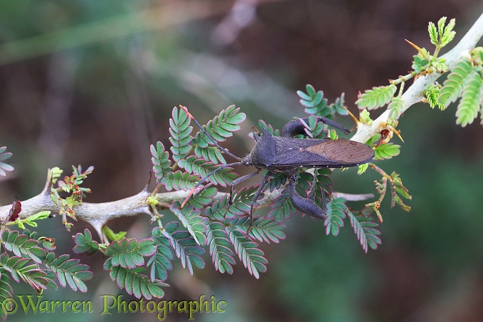 Twig Wilter Bug (Anoplocnemis curvipes) male