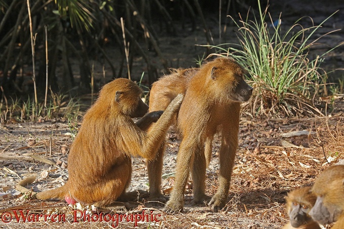 Western Baboon (Papio papio) male being groomed by female