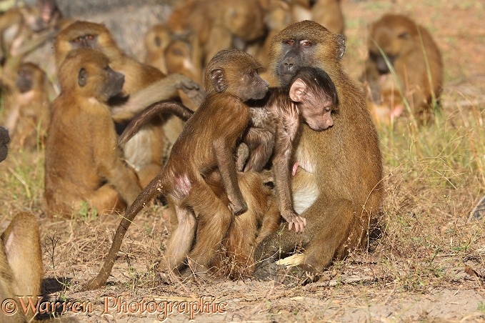 Western Baboon (Papio papio) infants vie with each other for their mother's attention