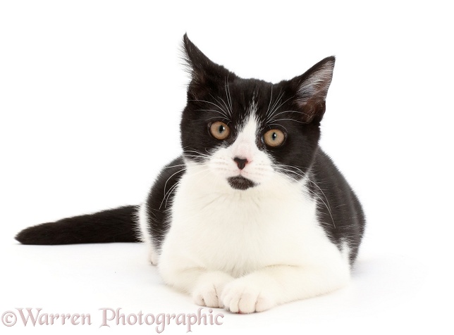 Black-and-white kitten, Loona, 4 months old, lying head up, white background