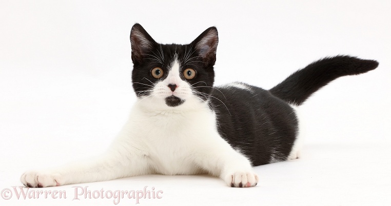 Black-and-white kitten, Loona, 4 months old, lying head up and looking alert, white background