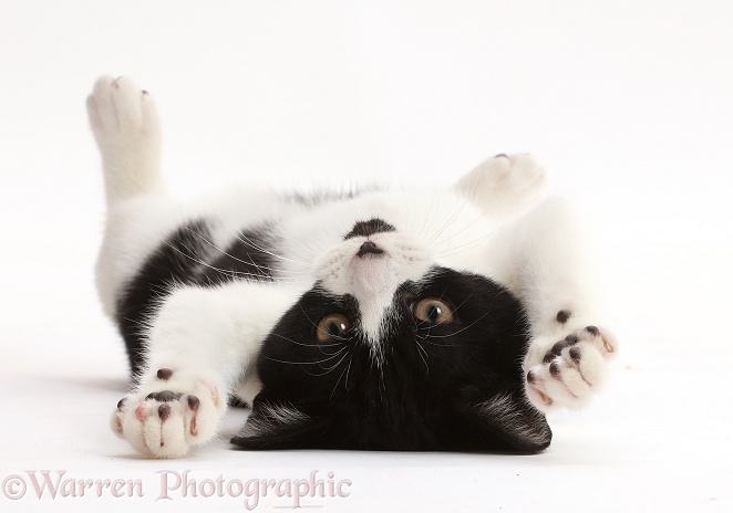 Black-and-white kitten, Loona, 4 months old, lying on her back, white background