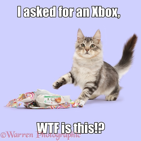 Silver tabby kitten, Loki, 4 months old, unwrapping and egg box, when he wanted and Xbox, white background