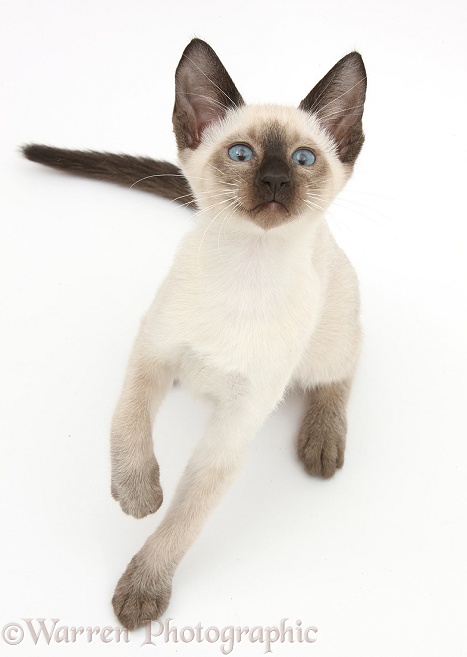 Siamese kitten, 10 weeks old, looking up, white background