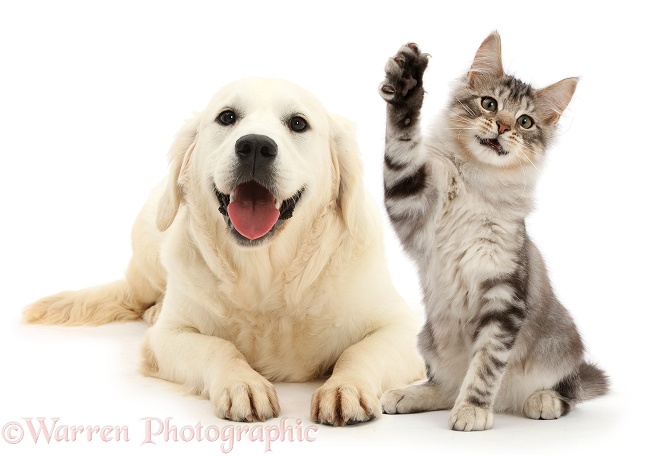 Happy Golden Retriever and silver tabby kitten, Loki, 3 months old, with raised paw, white background
