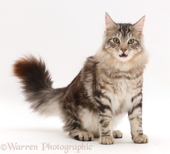 Silver tabby cat, Loki, 7 months old, sitting, with mouth open, white background