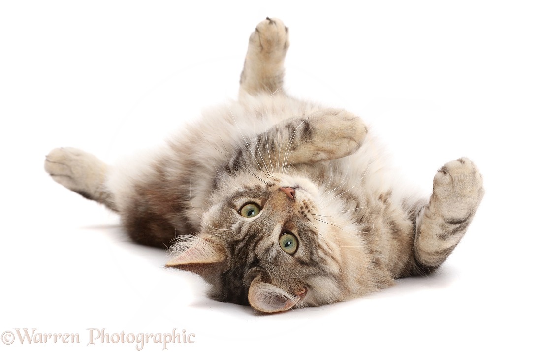 Silver tabby cat, Loki, 7 months old, rolling on his back, white background