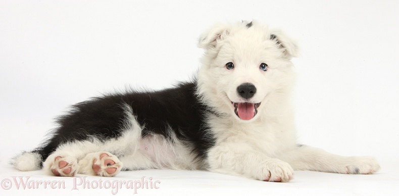 Happy Black-and-white Border Collie bitch pup, Ice, 9 weeks old, white background
