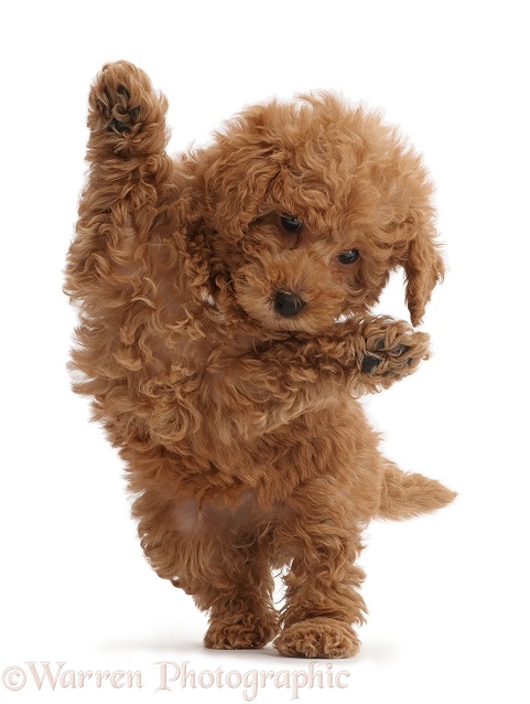 Red Toy labradoodle puppy jumping up, white background