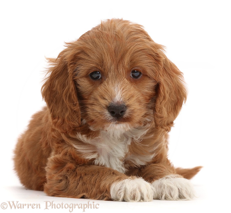 Red Toy Cockapoo puppy, white background