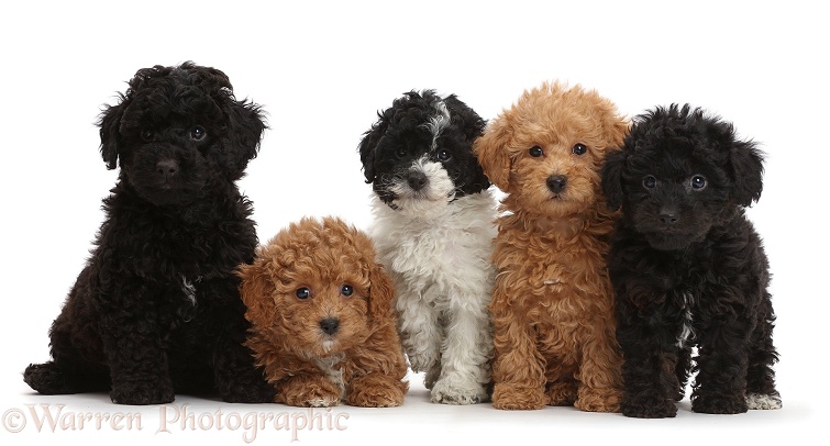 Five Toy labradoodle puppies in a row, white background