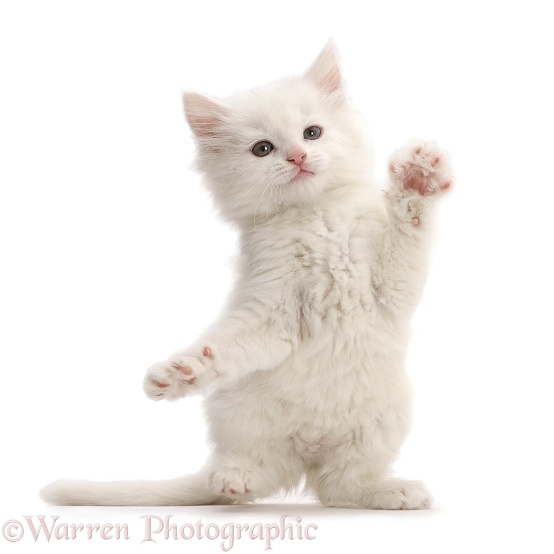 White kitten dancing, white background