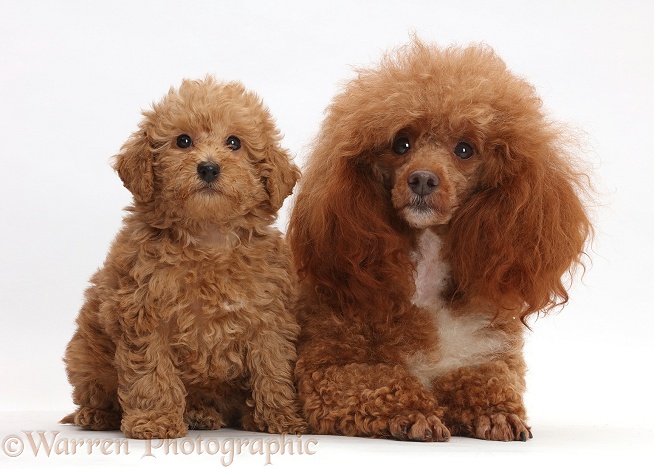 Red Poodle father and Labradoodle puppy, white background