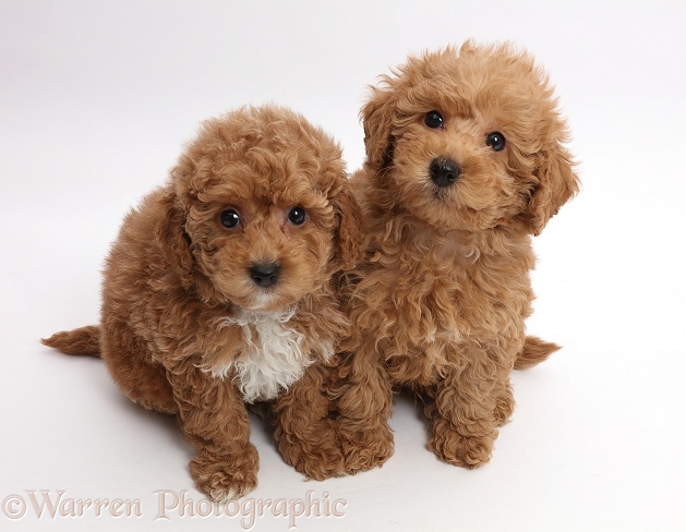 Red Toy labradoodle puppies, white background