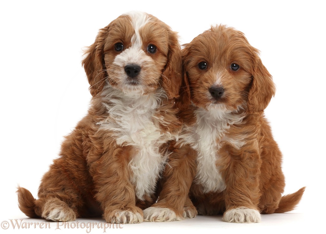 Two Red Toy Cockapoo puppies, white background