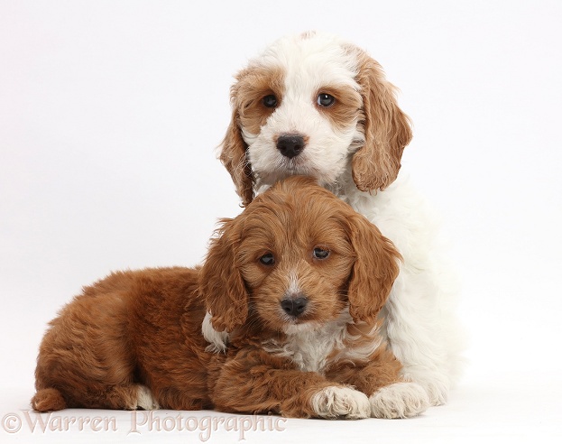 Two Red-and-white Cockapoo puppies, white background