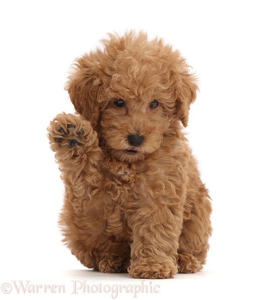 Red Toy labradoodle puppy waving, white background