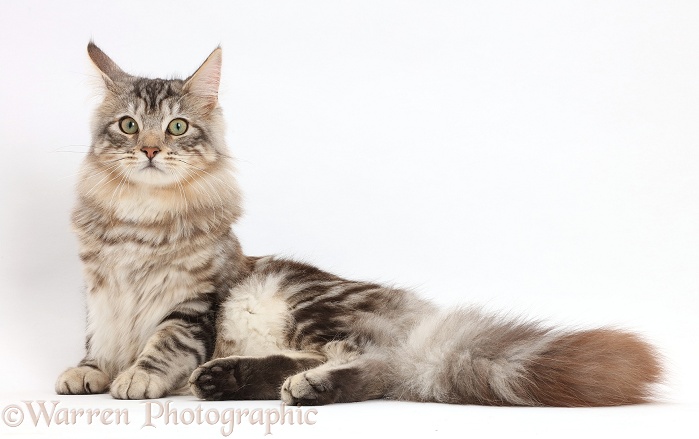 Silver tabby cat, Loki, 7 months old, lying, white background