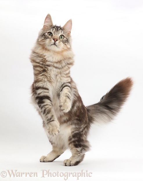 Silver tabby cat, Loki, 7 months old, standing up on hind legs, white background