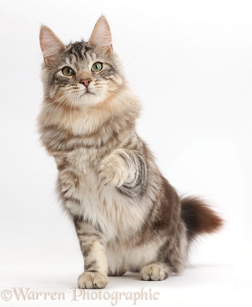 Silver tabby cat, Loki, 7 months old, sitting and pointing with a paw, white background
