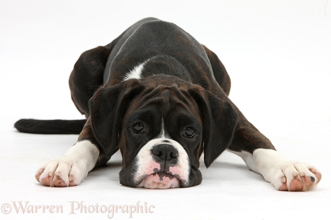 Boxer pup, 4 months old, lying with chin on the floor, white background