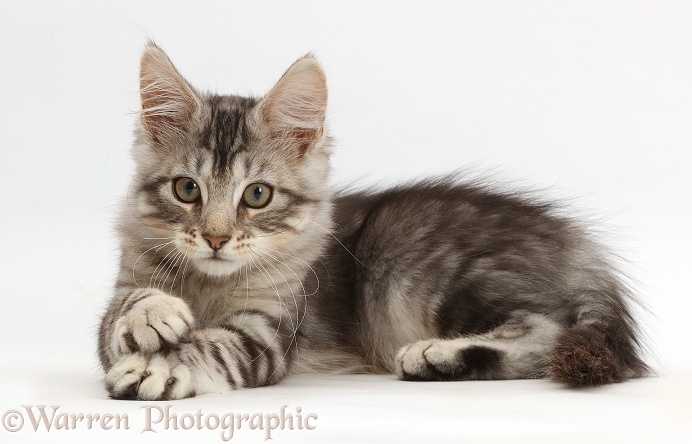 Silver tabby kitten, Loki, 3 months old, lying with crossed paws, white background