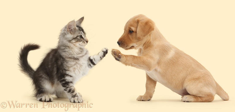 Silver tabby kitten, Loki, 12 weeks old, doing a high-five with Yellow Labrador Retriever puppy, white background