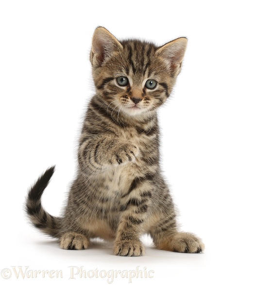 Tabby kitten, 6 weeks old, pointing, white background